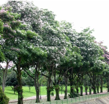 cây săng